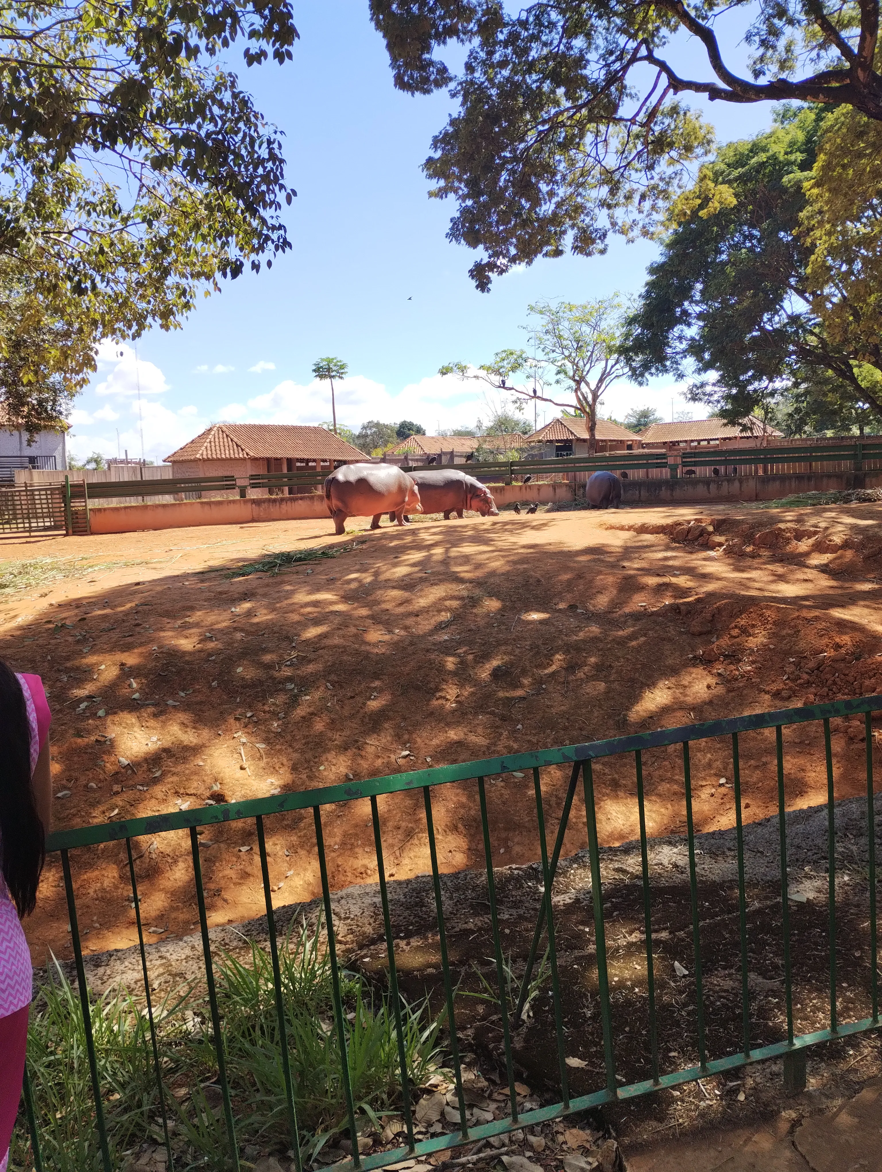 Zoológico de Brasília: um passeio que surgiu por acaso — foto 1