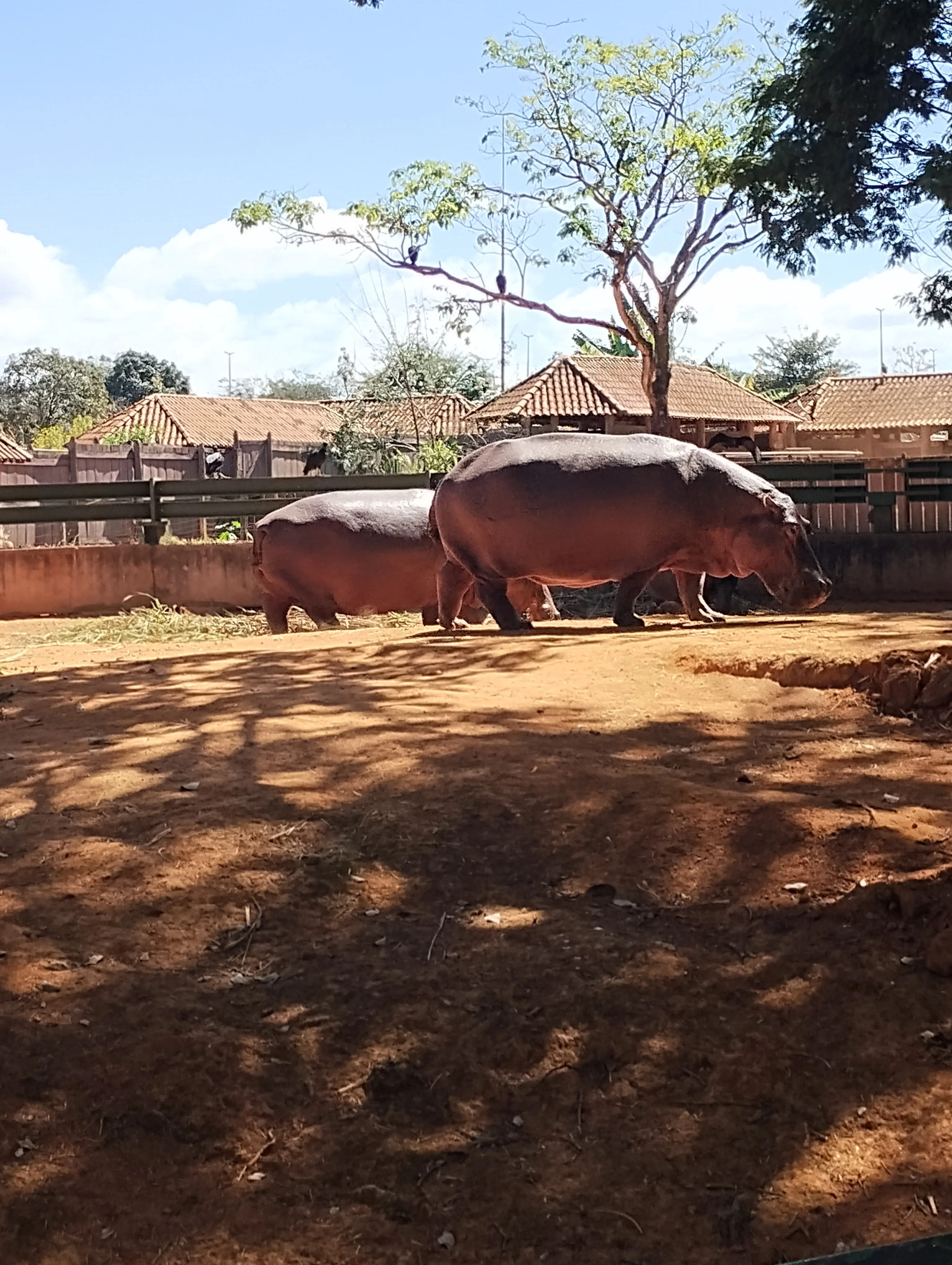 Zoológico de Brasília: um passeio que surgiu por acaso — foto 2