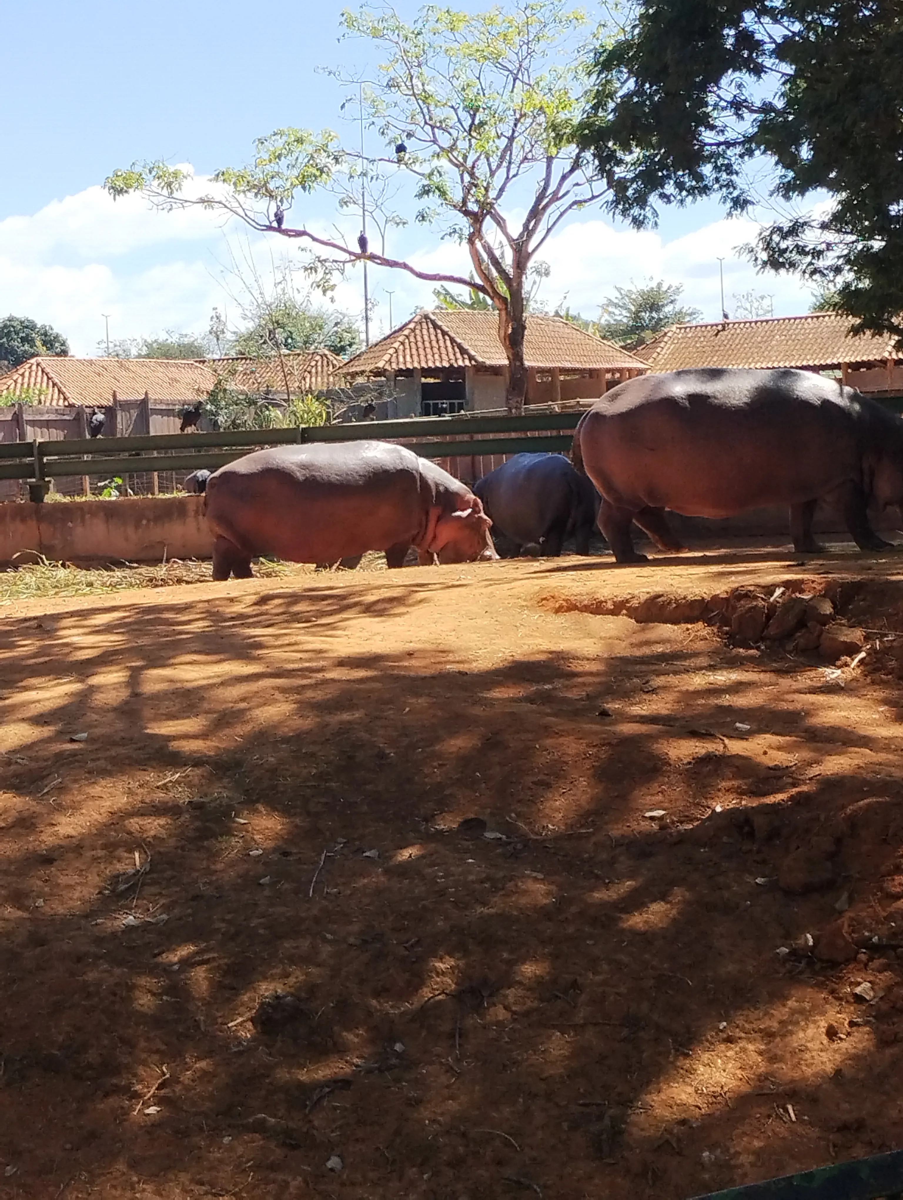 Zoológico de Brasília: um passeio que surgiu por acaso — foto 3