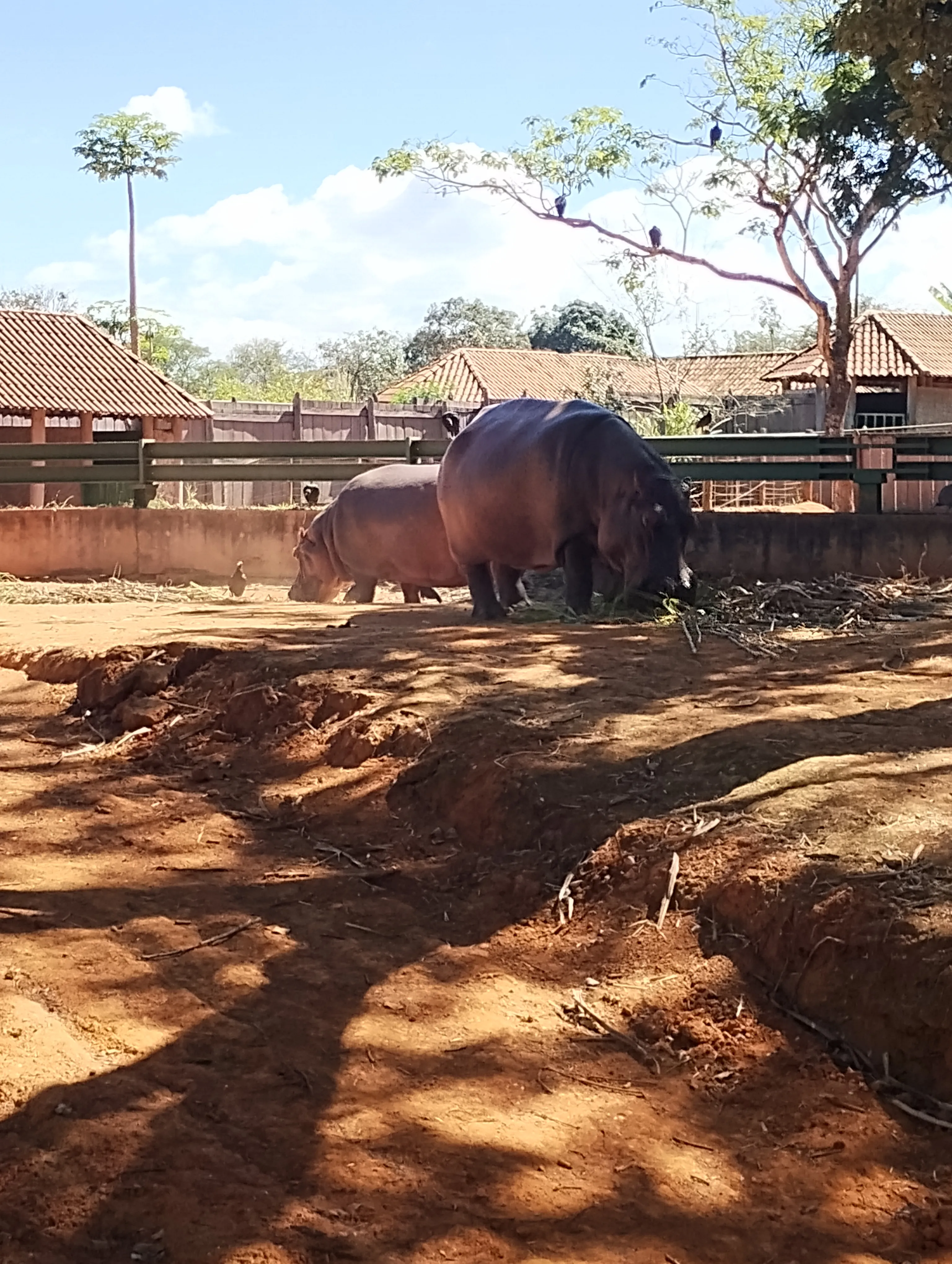 Zoológico de Brasília: um passeio que surgiu por acaso — foto 4