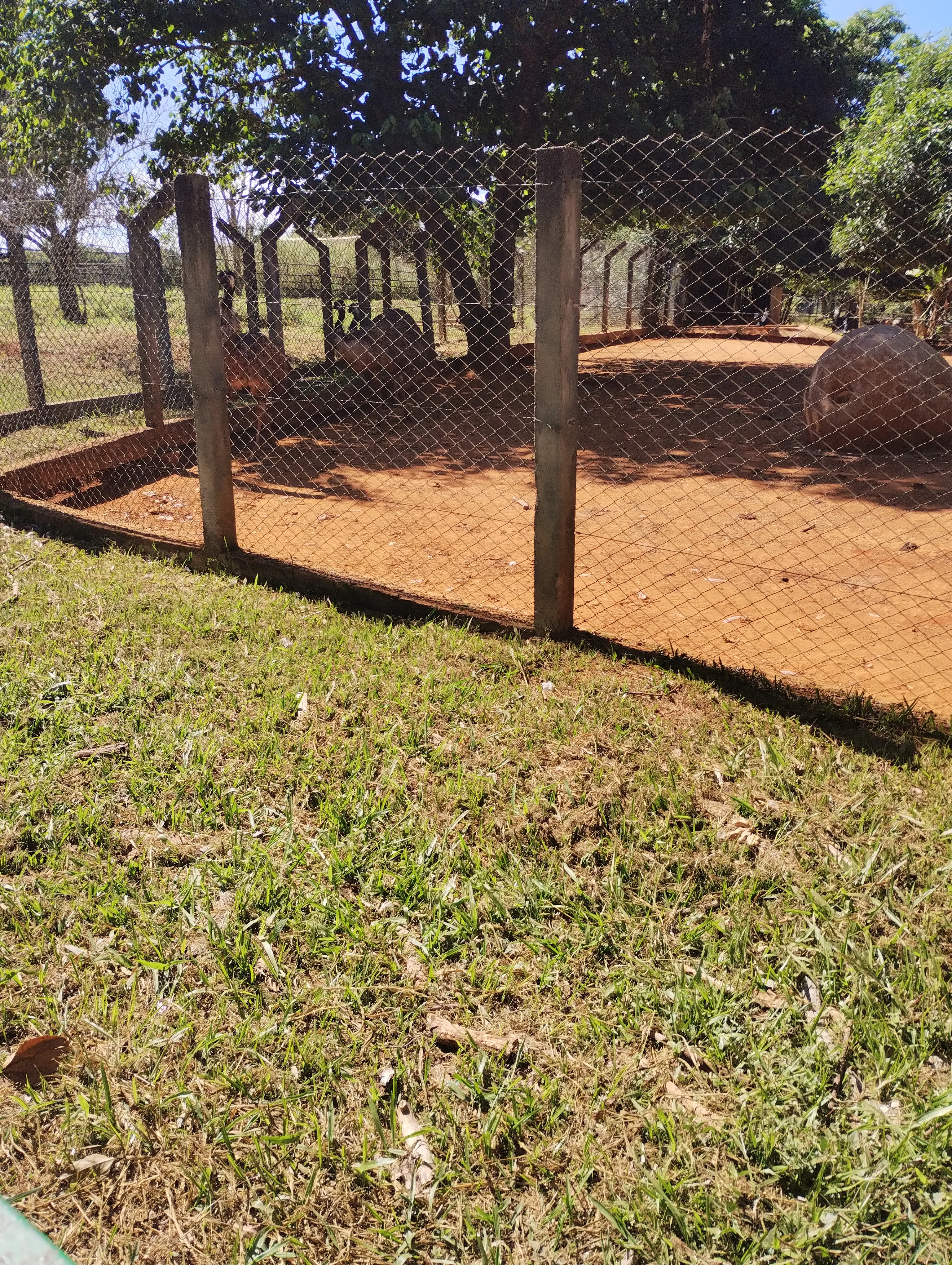 Zoológico de Brasília: um passeio que surgiu por acaso — foto 6