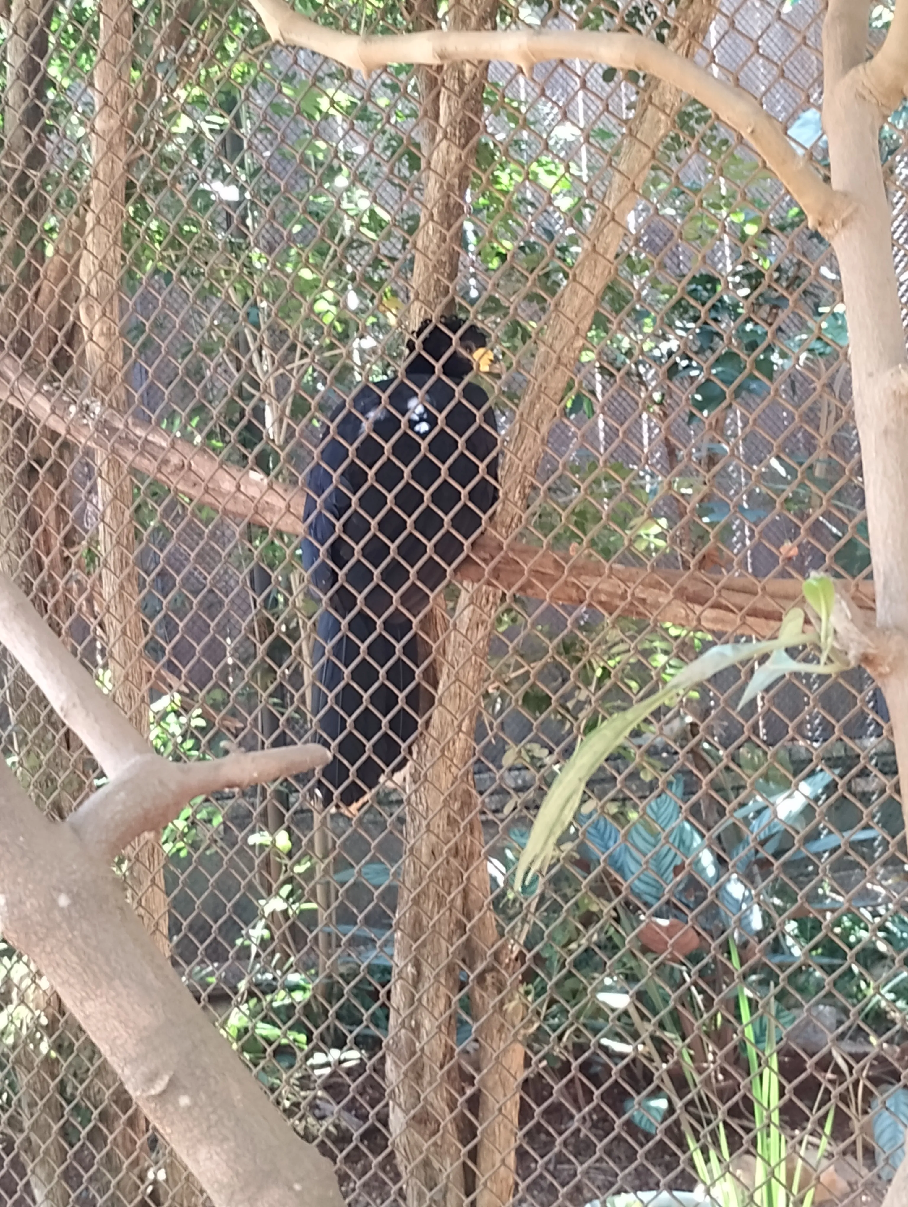 Zoológico de Brasília: um passeio que surgiu por acaso — foto 7