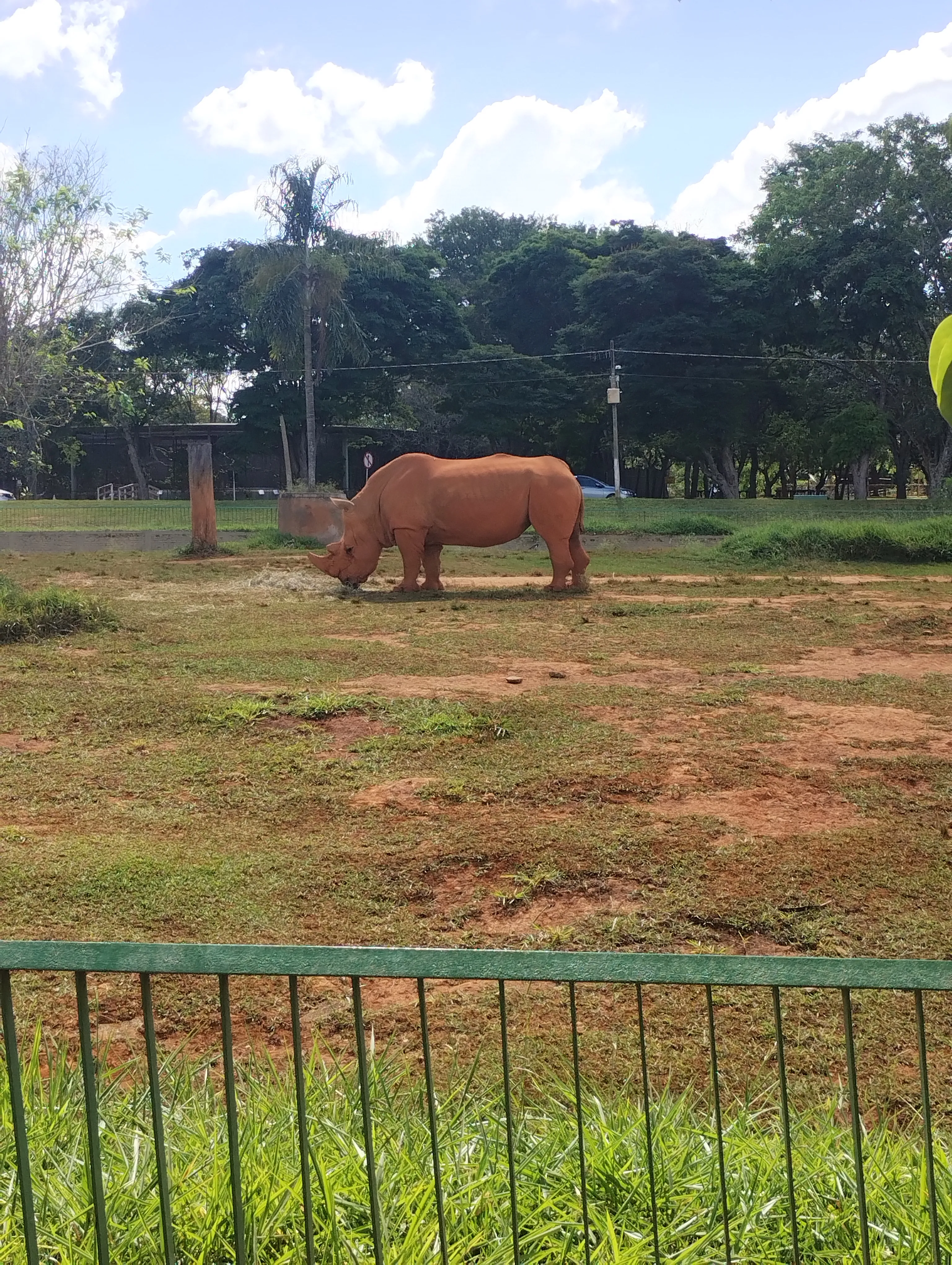 Zoológico de Brasília: um passeio que surgiu por acaso — foto 11