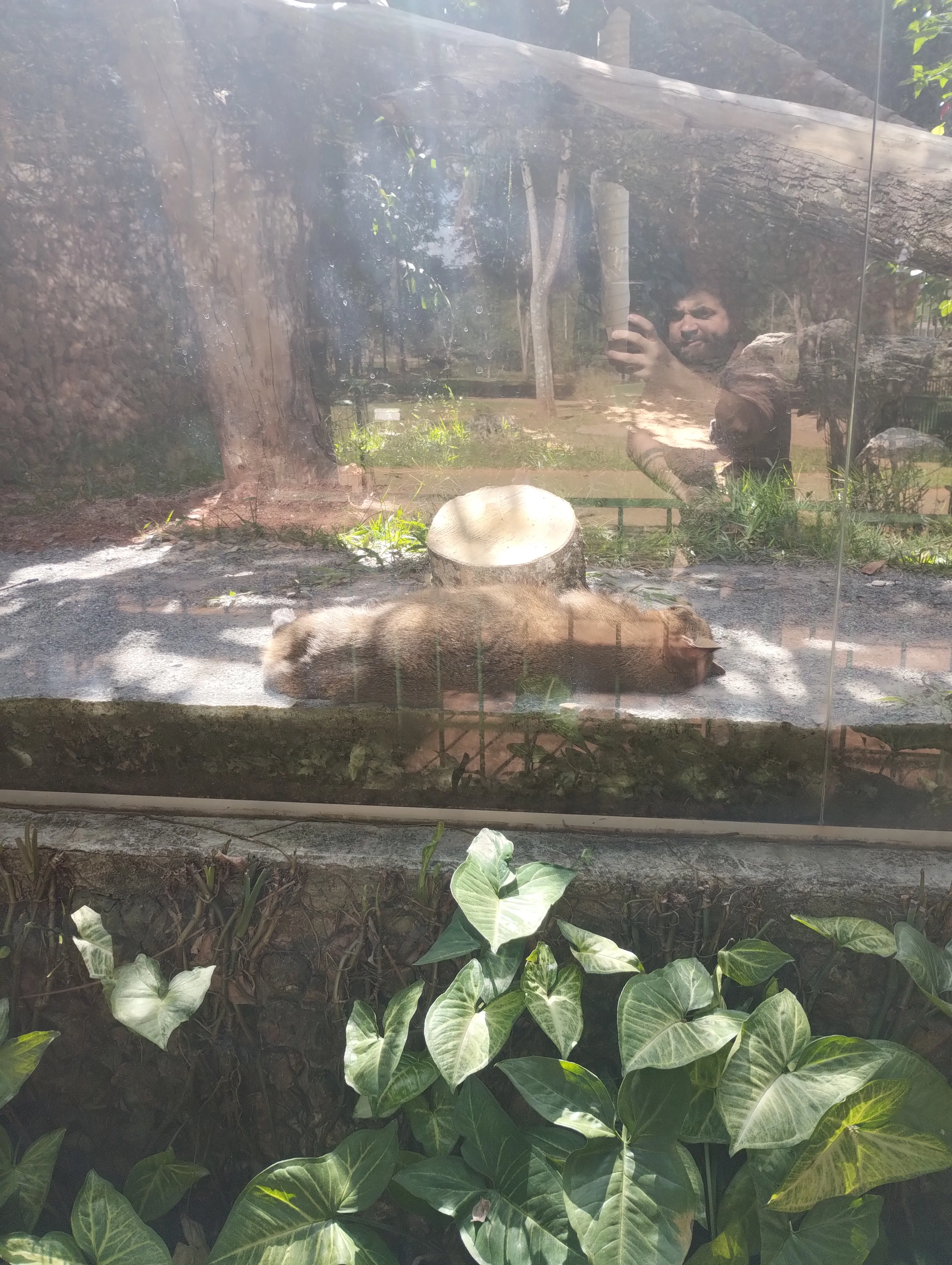 Zoológico de Brasília: um passeio que surgiu por acaso — foto 14