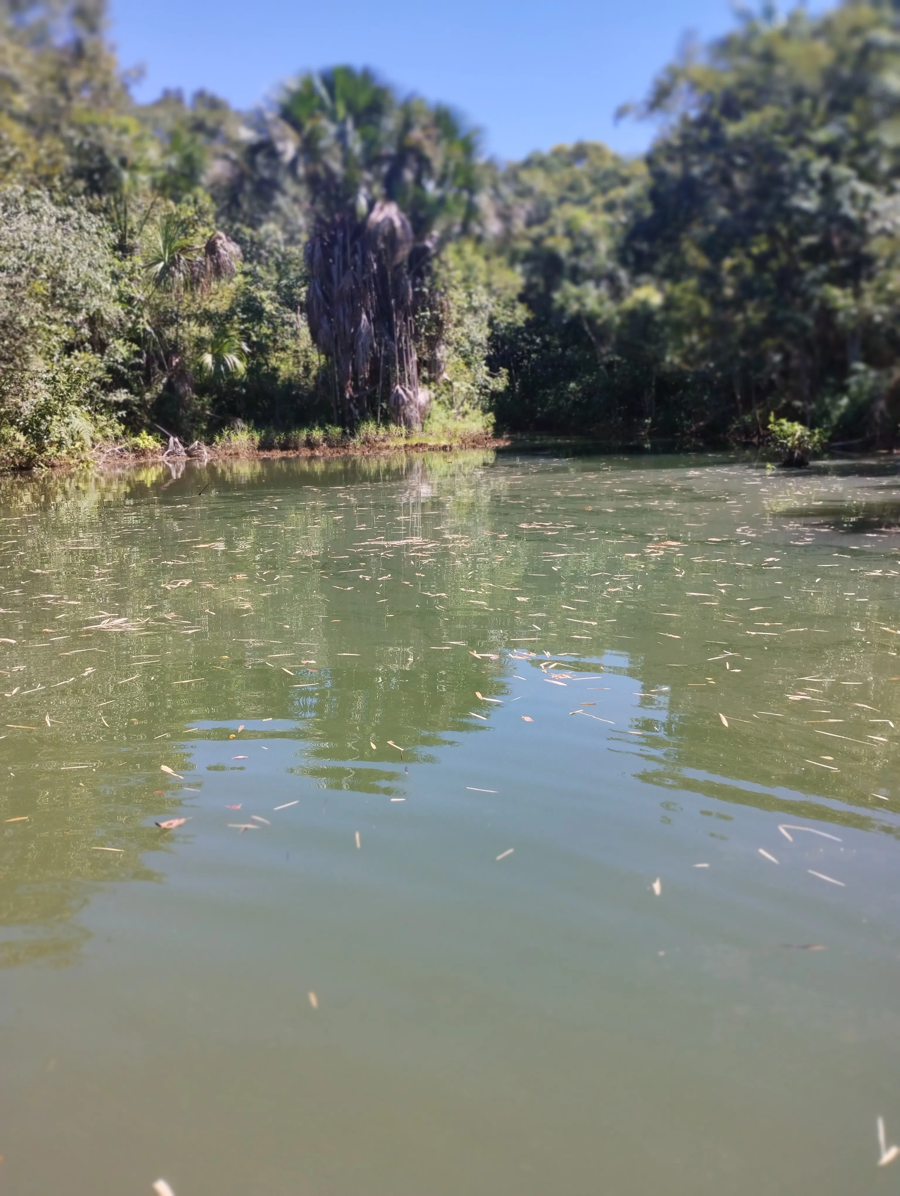 Cachoeira das Araras: natureza e aventura em Taquaruçu — foto 2