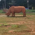 Zoológico de Brasília: um passeio que surgiu por acaso